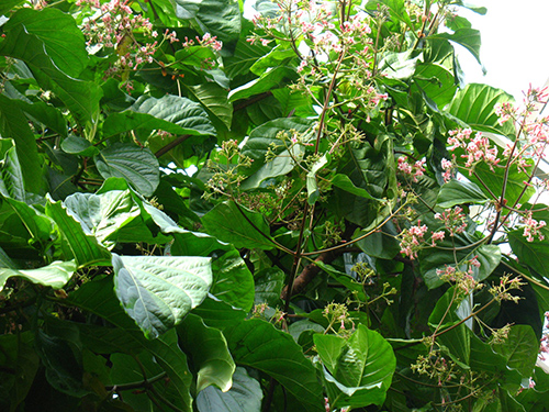 cinchona tree uses