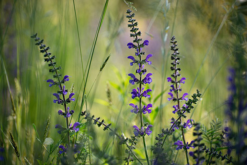 clary sage plant medicinal uses