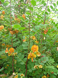 colutea arborescens