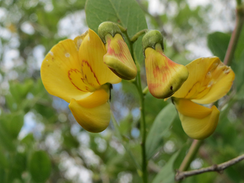 colutea arborescens medicinal uses