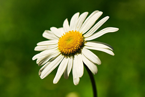 wild daisy flower benefits for skin