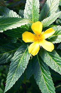 damiana benefits fertility