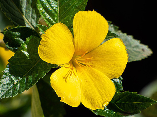 damiana plant benefits