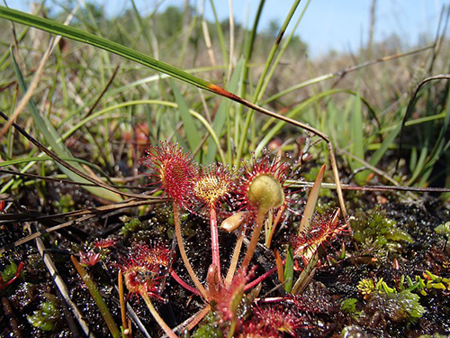 drosera rotundifolia homeopathic medicine