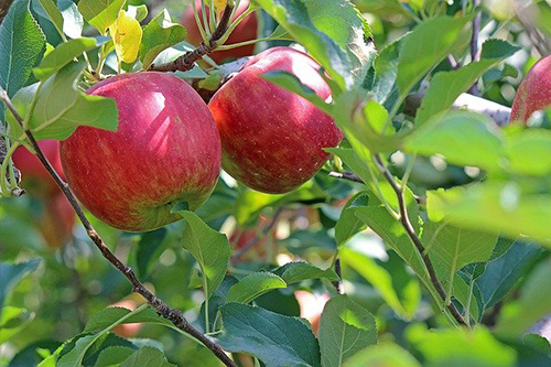 eating apple in the morning empty stomach