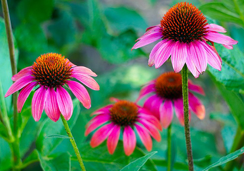 echinacea benefits for skin