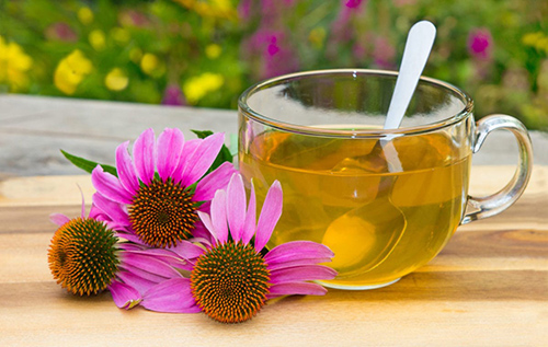 cup of echinacea tea