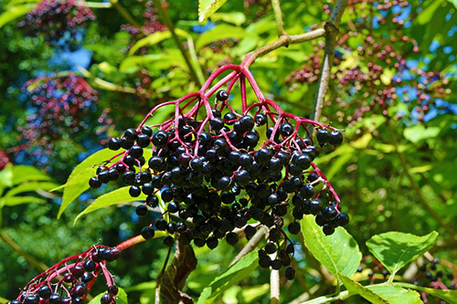 elderberry benefits for skin