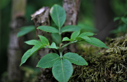 elderberry supplement benefits