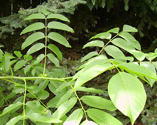 english walnut tree leaves