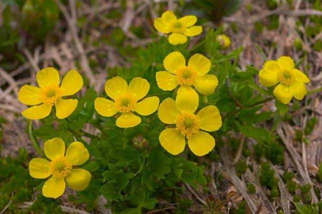 could-five-finger-grass-be-the-natural-remedy-you-re-seeking-top-10