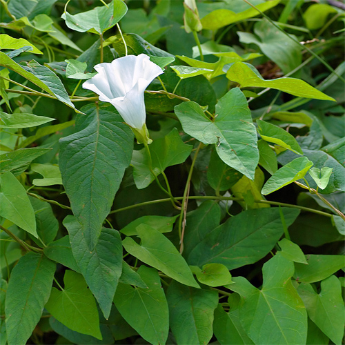 field bindweed uses