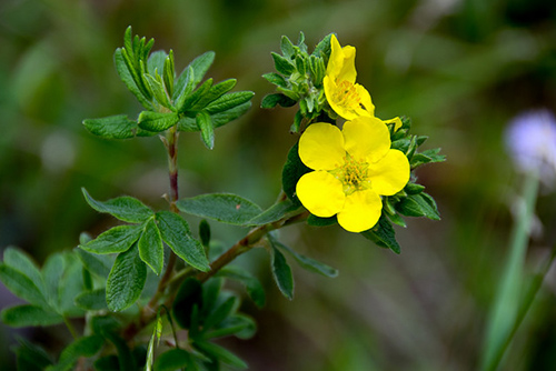 five finger grass flower and stem with leaves