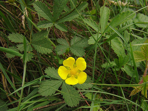 five finger grass medicinal uses