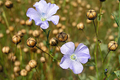 flaxseed plant flowers and fruit