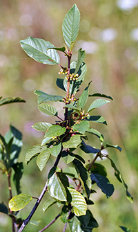 frangula bark benefits