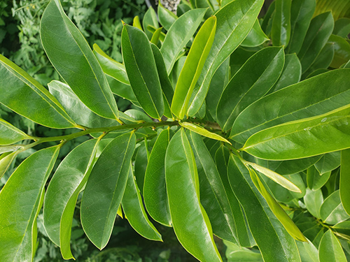 guanabana leaves health uses
