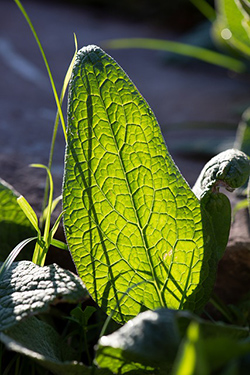 how to use borage oil for skin