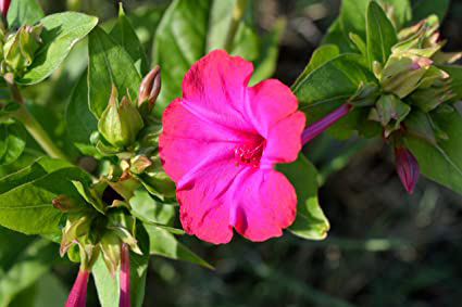 Marvel of Peru jalap species