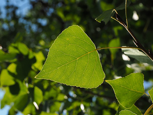 black poplar tree medicinal uses