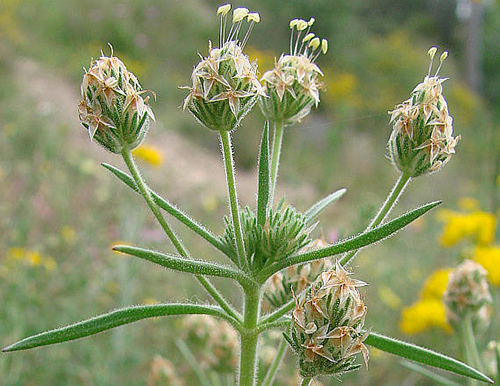 psyllium plant medicinal uses