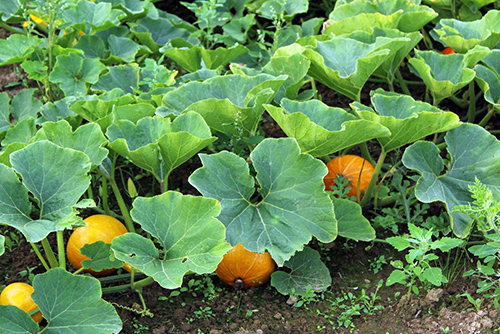 pumpkin plant leaves benefits