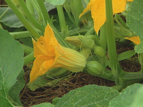 pumpkin plant flowers