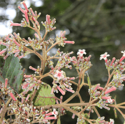 quinine plant for malaria