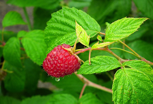 garden raspberry health benefits