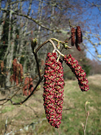 Red alder tree health benefits