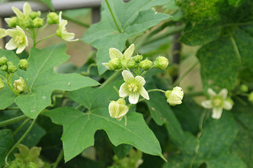 red bryony benefits