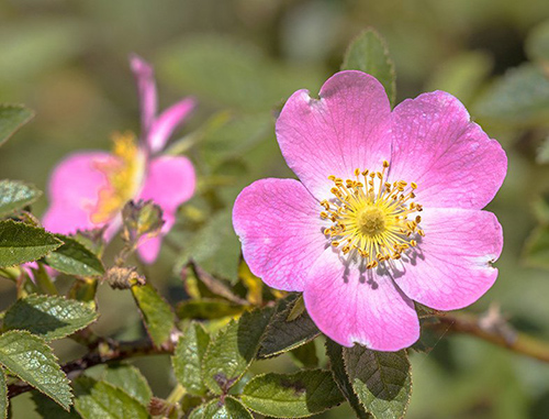 rosehip powder for arthritis