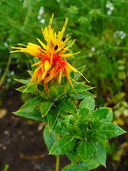 safflower leaves benefits