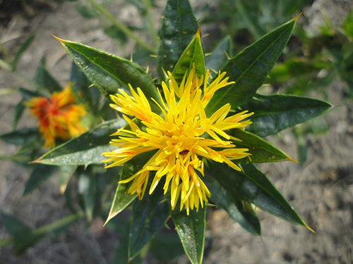 Safflower plant and flower