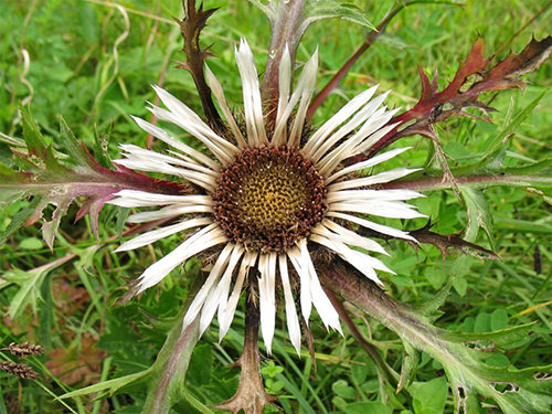 scientific name for carline thistle