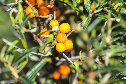 sea buckthorn plant products