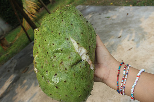 guanabana benefits