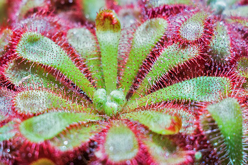 sundew plant medicinal uses