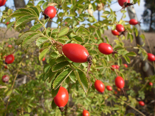 sweet briar fruit