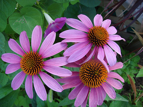 taking echinacea long-term