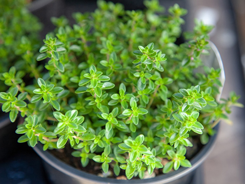 thyme plant medicinal uses