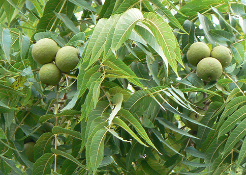 walnut leaf benefits