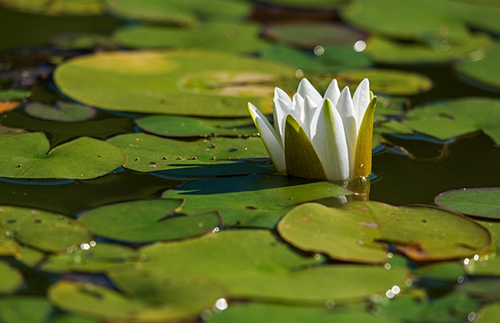 water lily leaves