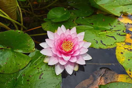 water-lily-plant-health-benefits