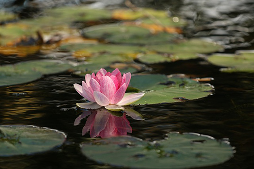 water lily uses and benefits