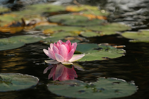 water lily plant uses and benefits