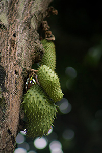 what are the benefits of soursop