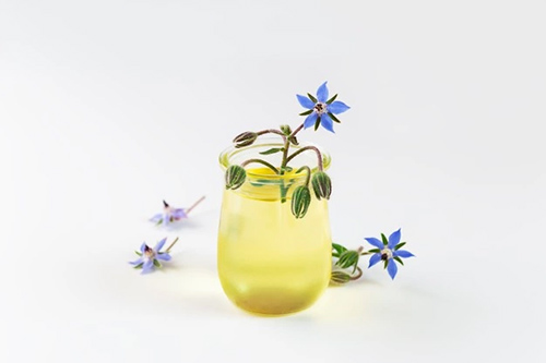 borage stem and flowers in a glass