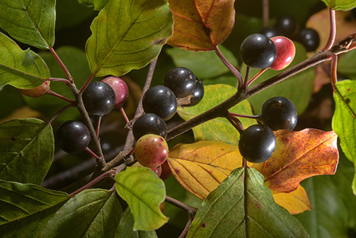 what is alder buckthorn bark good for