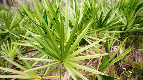 what is saw palmetto